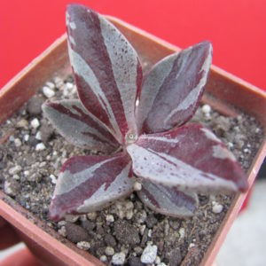 Lenophyllum  guttatum   variegata