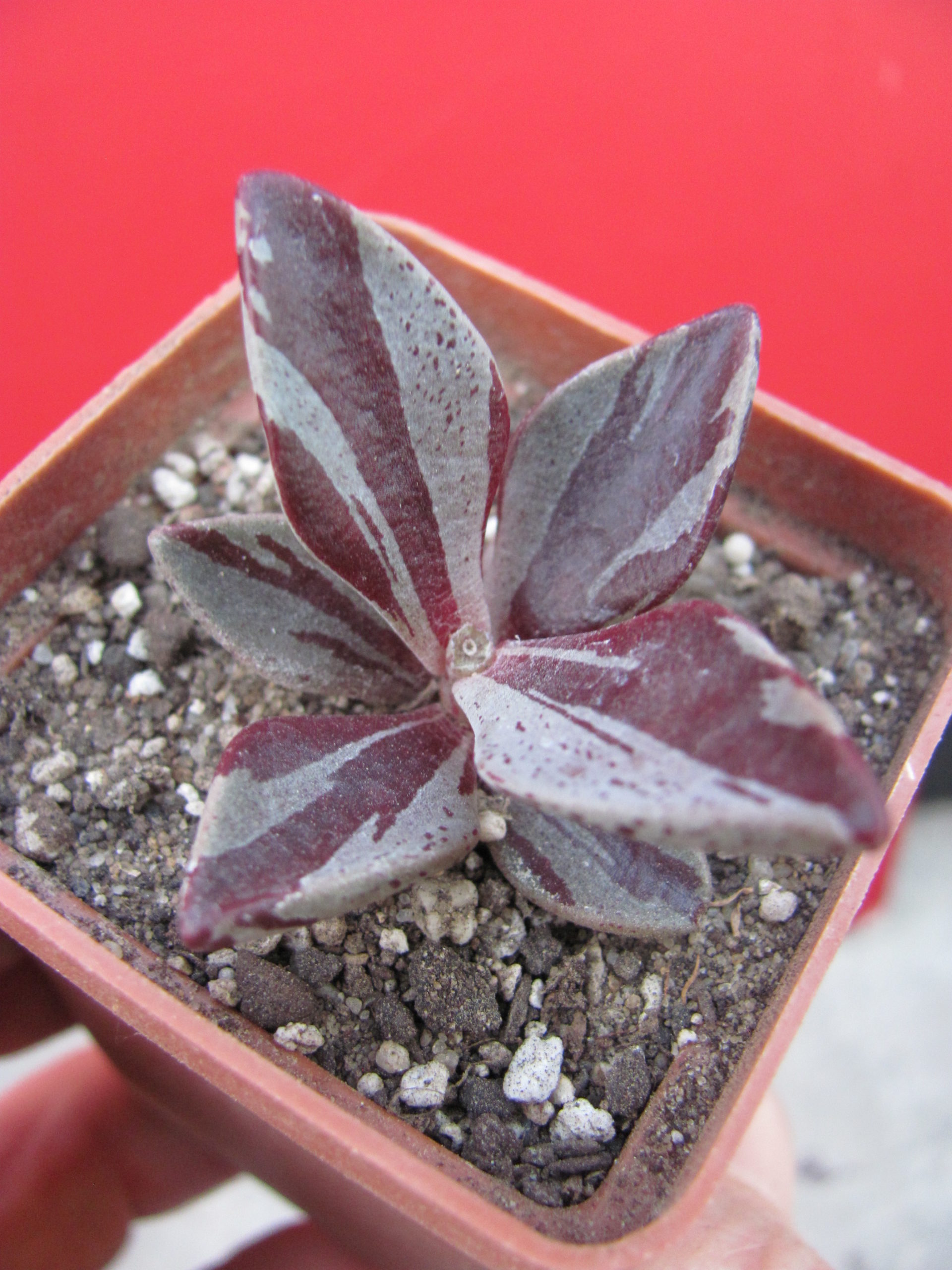 Lenophyllum  guttatum   variegata