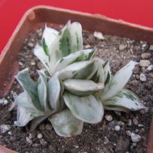 Gasteria     Sat Sato no Matsu