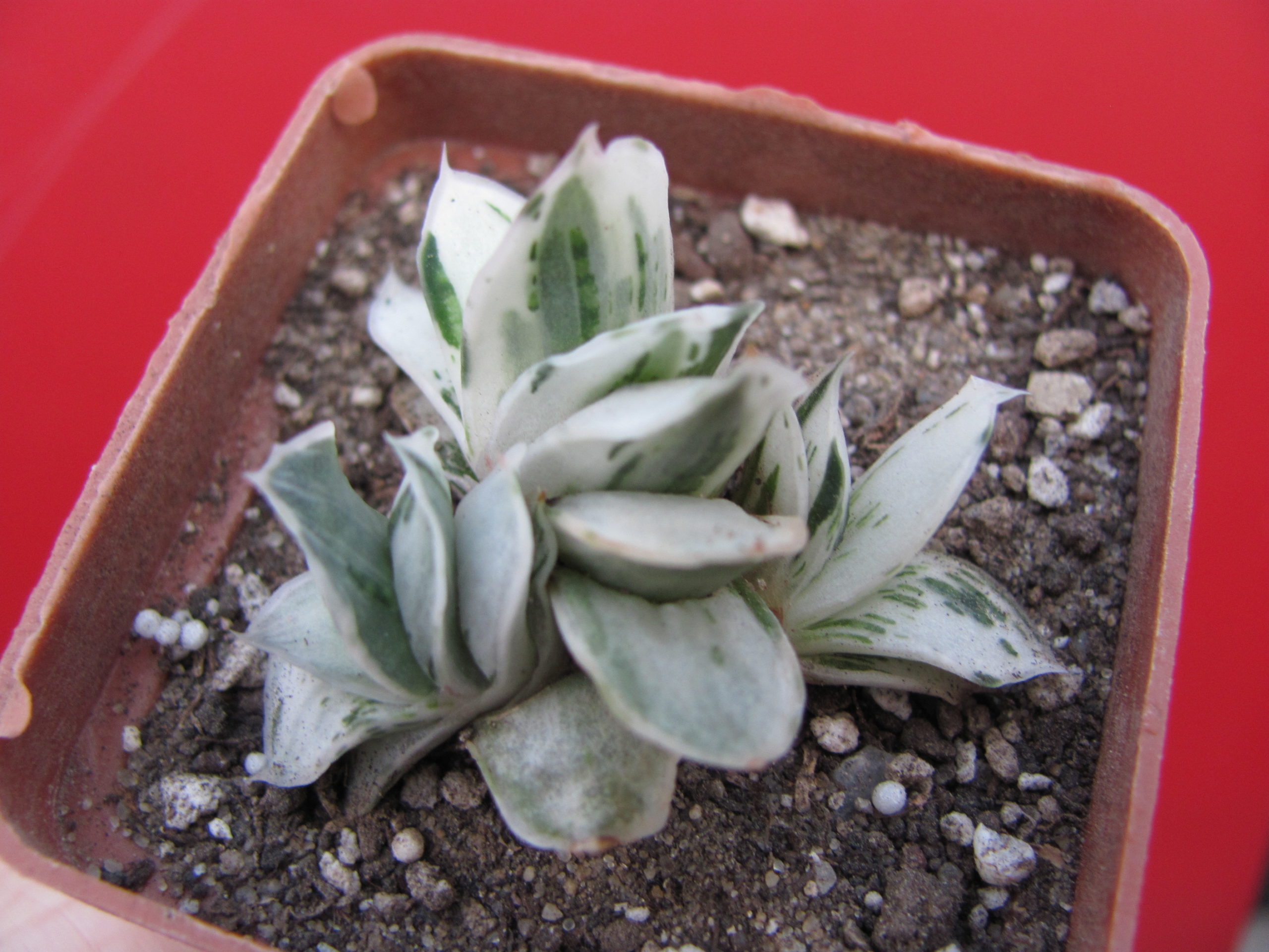 Gasteria     Sat Sato no Matsu