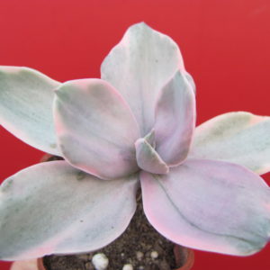 Echeveria    Metallica  Decora