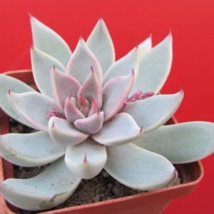 Echeveria   cuspidata  Menchaca