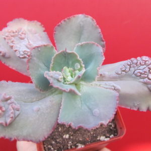 Echeveria     Crazy  Joker