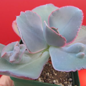 Echeveria   Raggamuffin