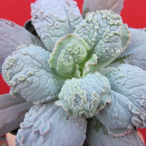 Echeveria   Linguas