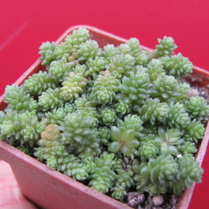 Sedum  compactum