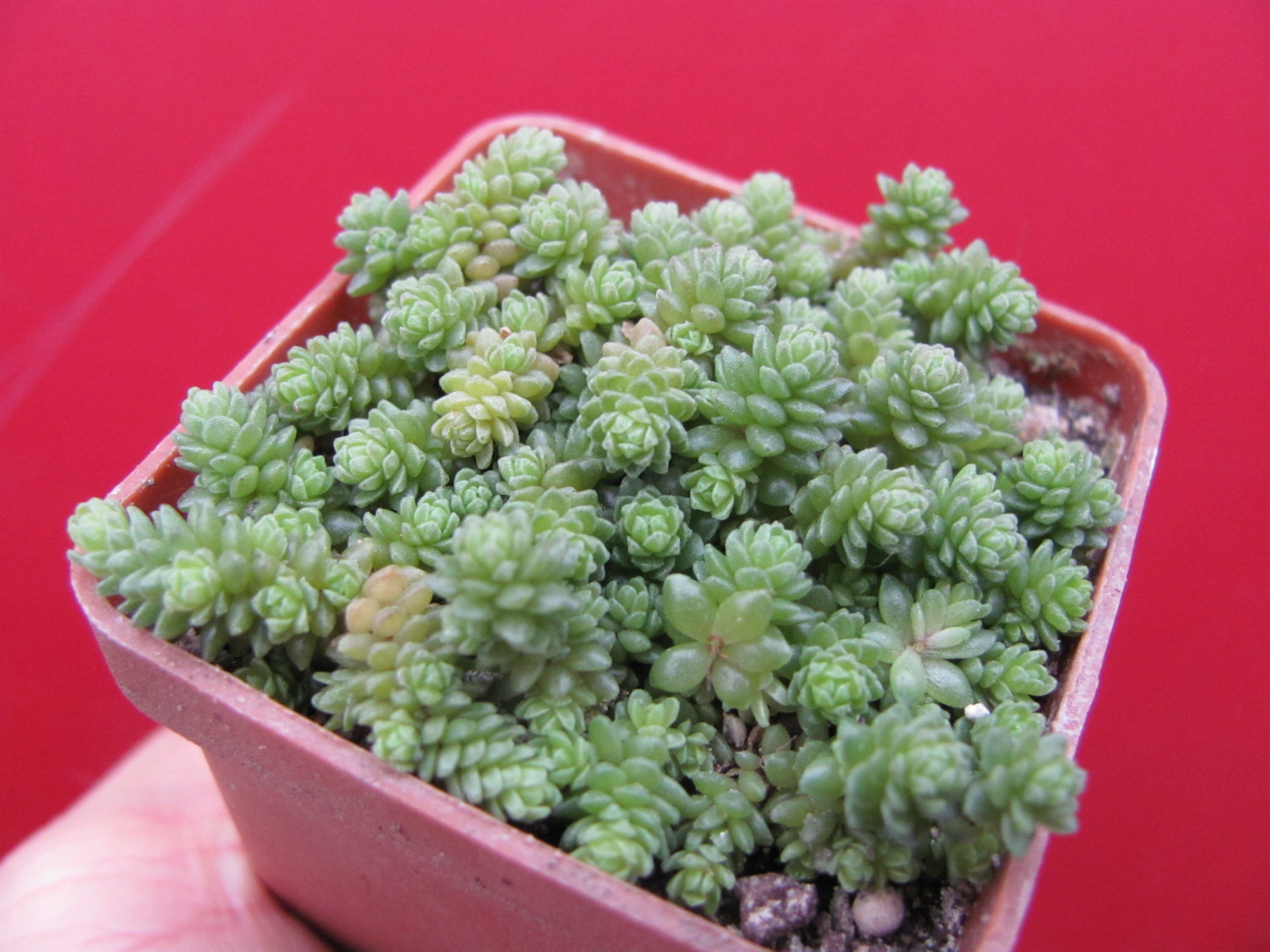 Sedum  compactum