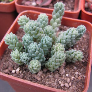 Sedum  dasyphyllum  *Major*