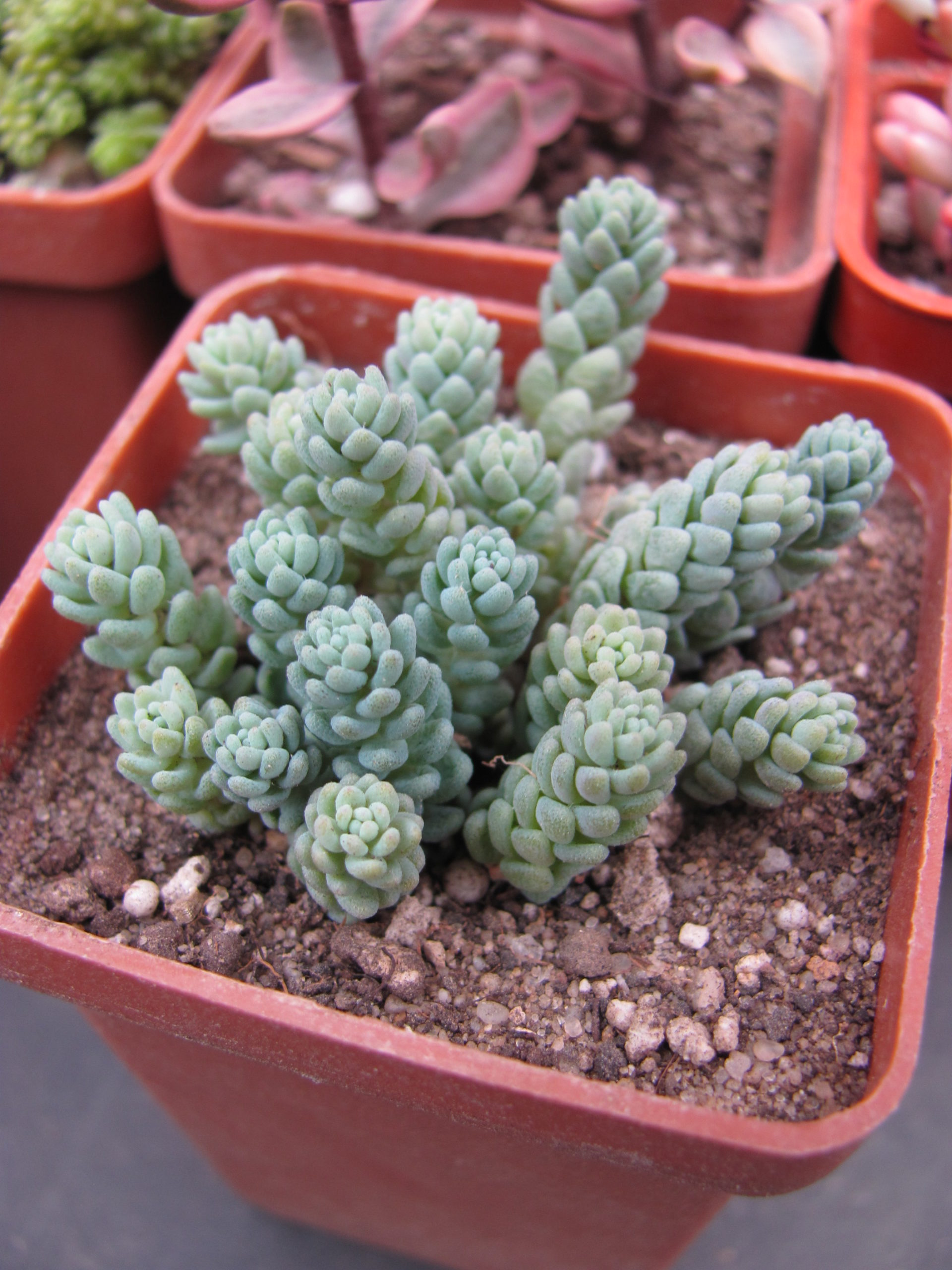 Sedum  dasyphyllum  *Major*