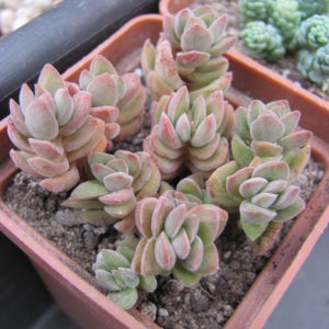 Crassula   velutina