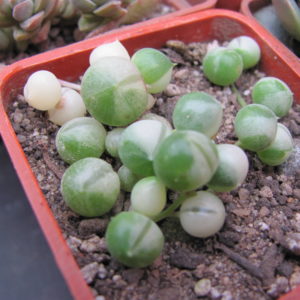 Senecio   rowleyanus    variegata