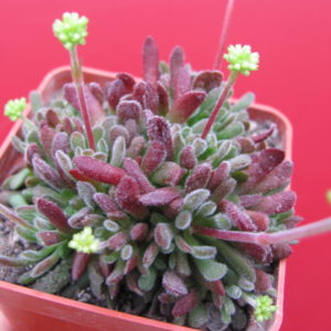 Crassula  pubescens