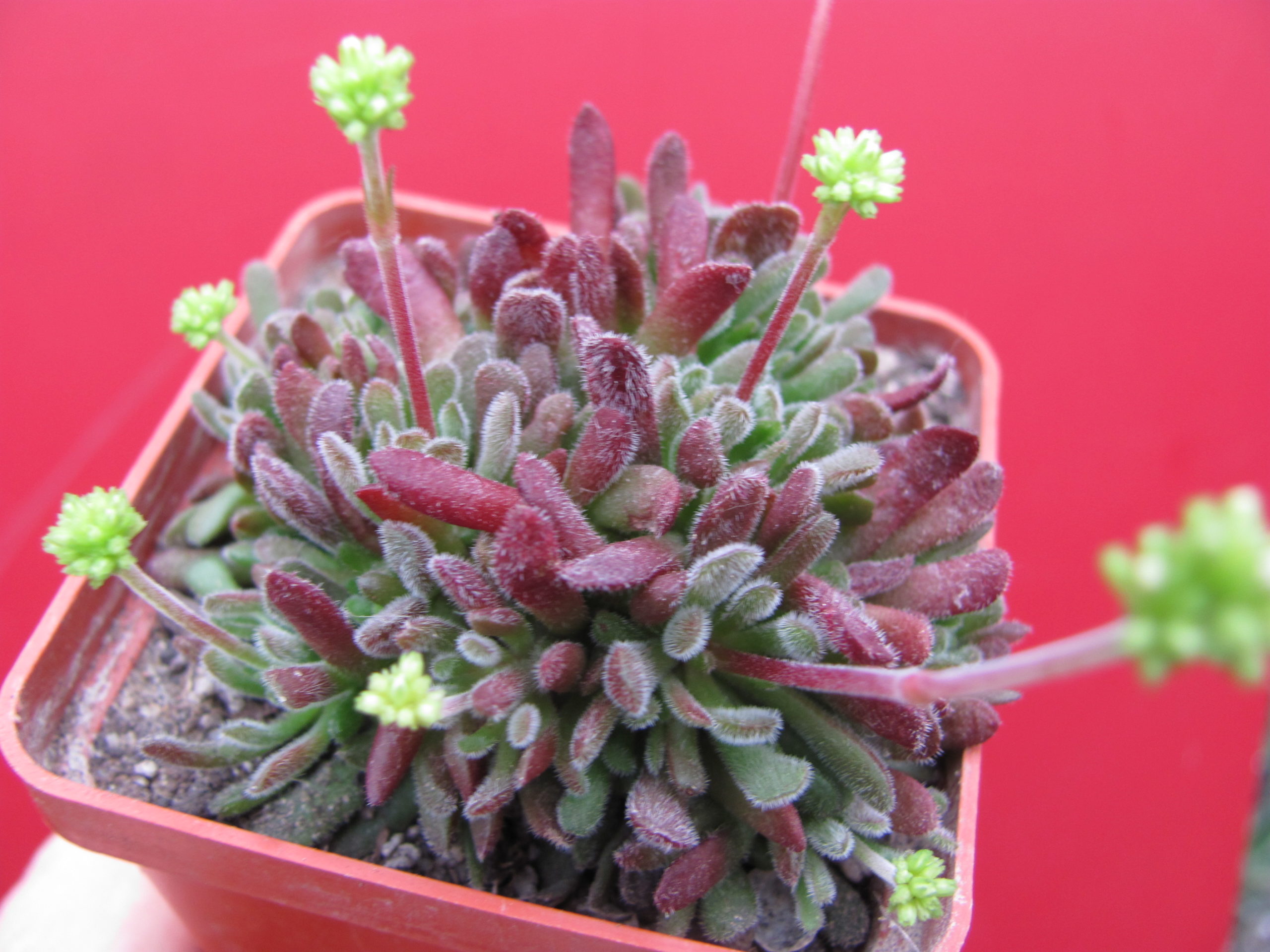 Crassula  pubescens