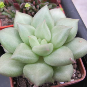 Echeveria    Van  Keppel