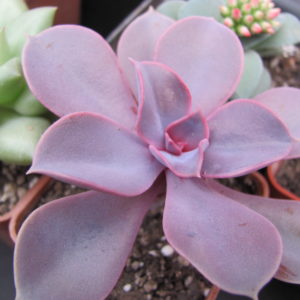 Echeveria     Purple  Pearl
