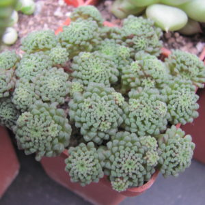 Monanthes   polyphylla