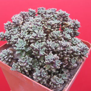 Monanthes   subcrassicaulis