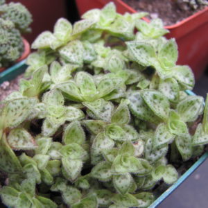 Crassula   picturata