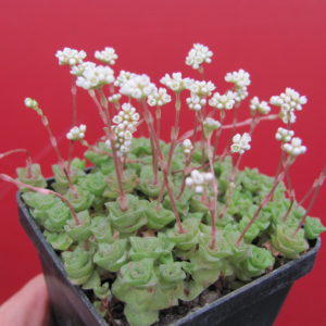 Crassula    socialis