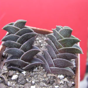 Tradescantia  navicularis