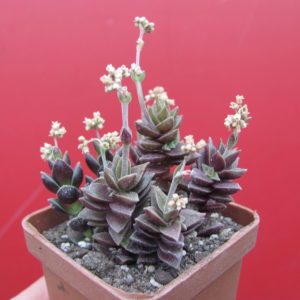 Crassula   hybr.