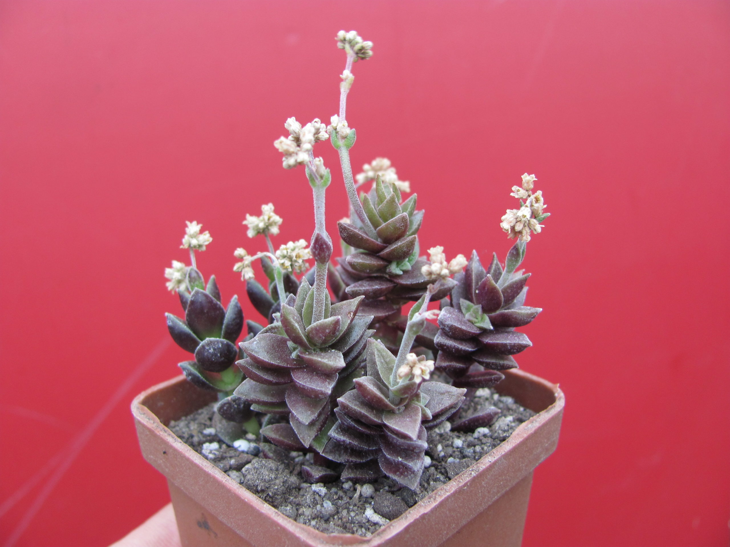 Crassula   hybr.