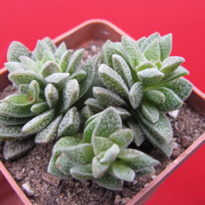 Crassula   Frosty