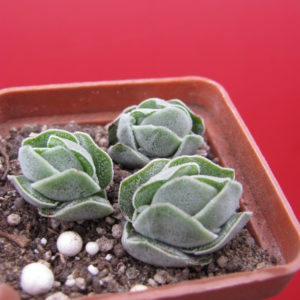 Crassula    Ivory  Pagoda