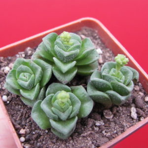 Crassula    Dorothy