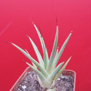 Agava    stricta   nana