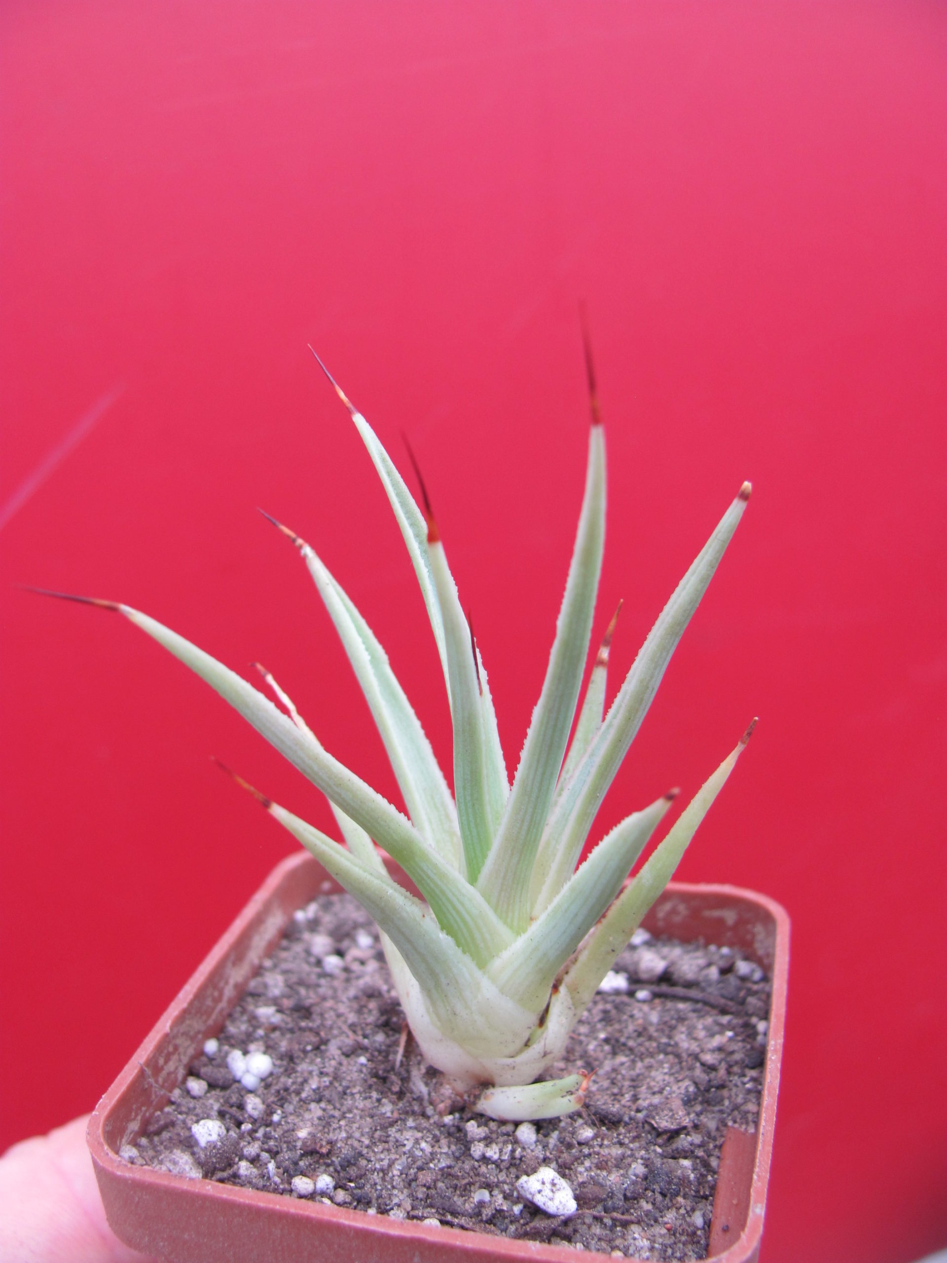 Agava    stricta   nana
