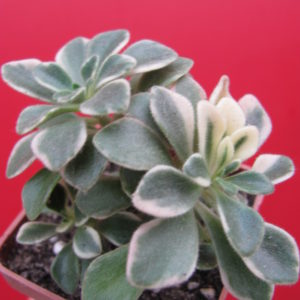 Aeonium   domesticum   variegata