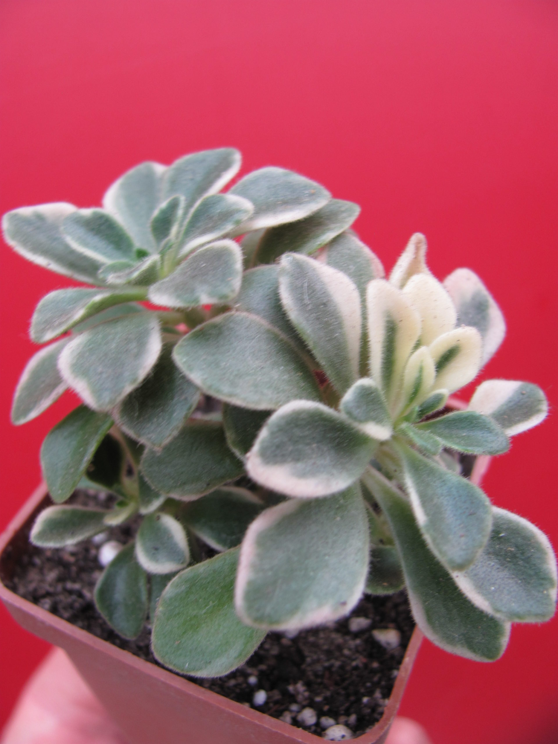 Aeonium   domesticum   variegata
