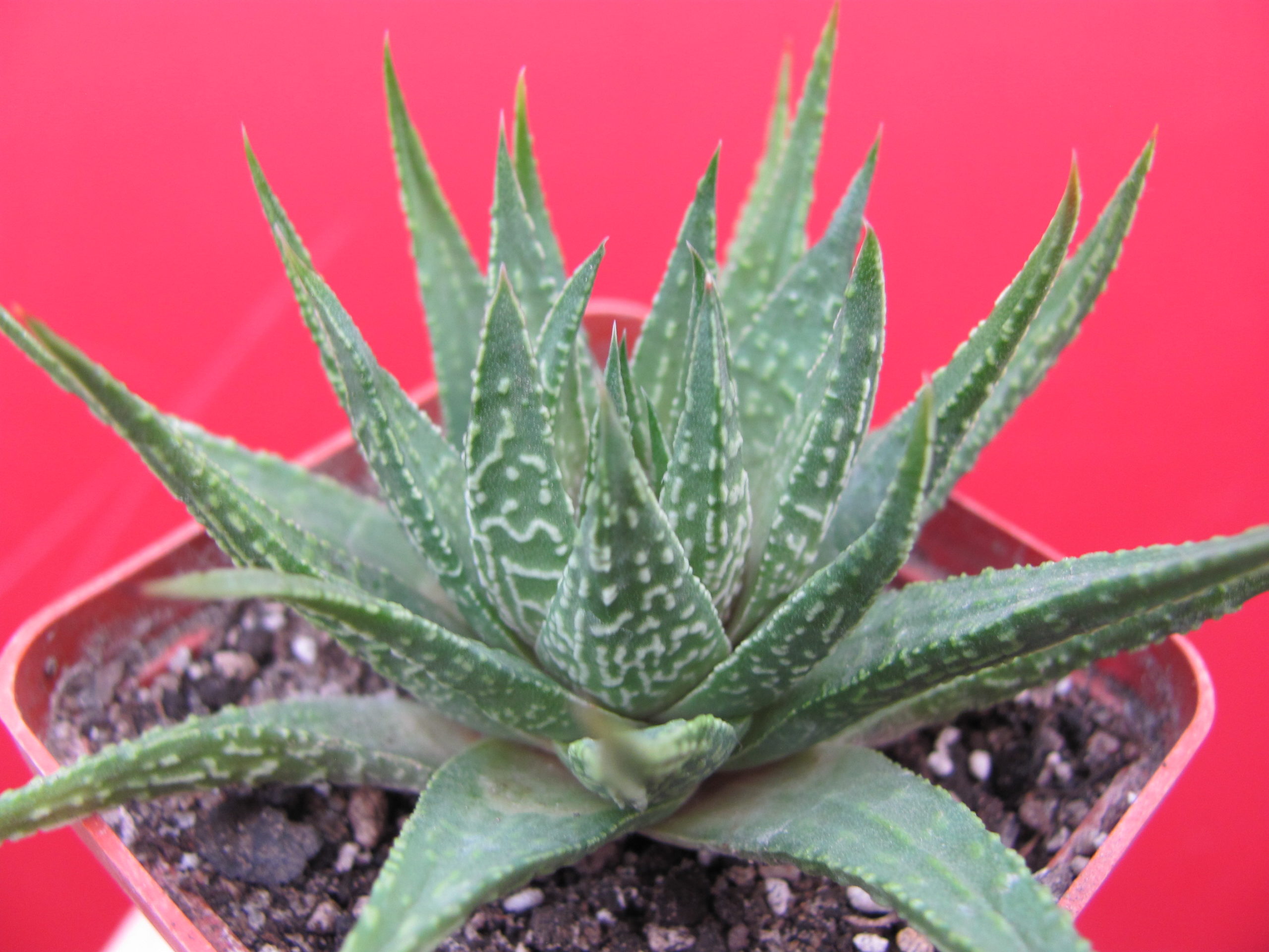 Haworthia    limifolia    hybr.   Japan