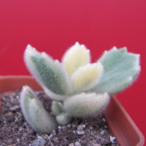 Cotyledon   tomentosa  variegata