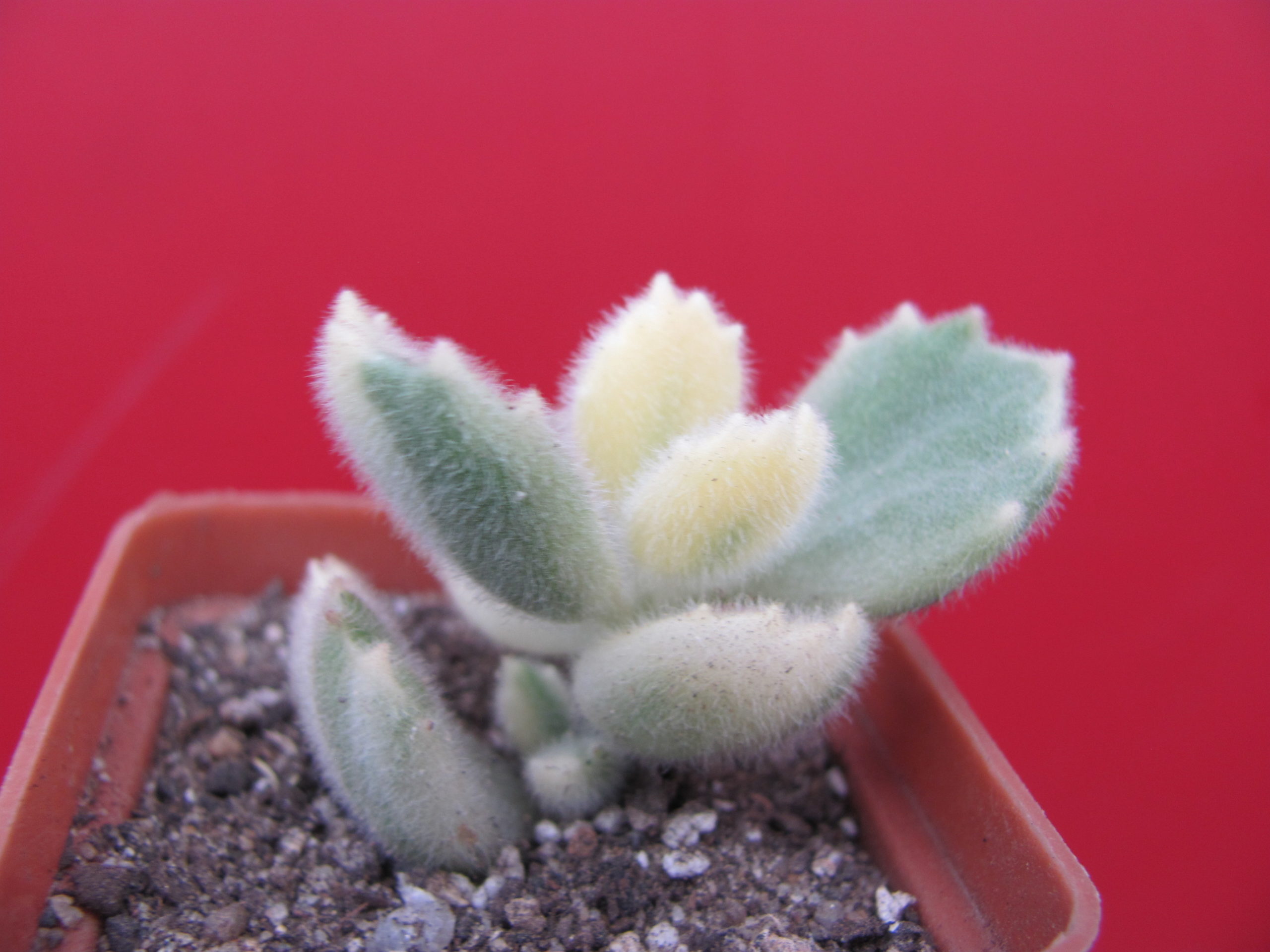 Cotyledon   tomentosa  variegata