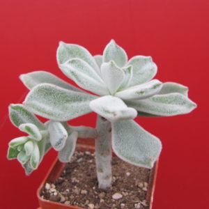 Echeveria   Frosty