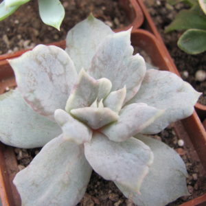 Echeveria    *Vampire   Appaloosa*