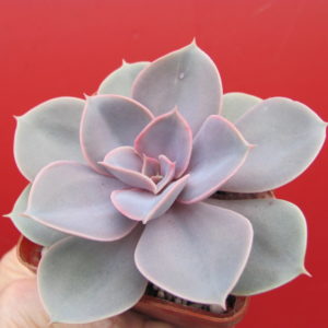 Echeveria   Perle von  Nurnberg