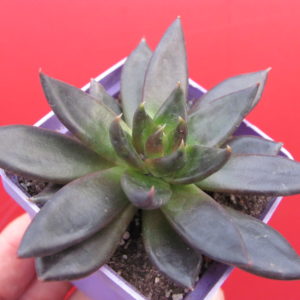 Echeveria    Black   Prince