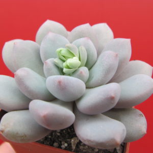 Pachyphytum   oviferum   hybr.     #100