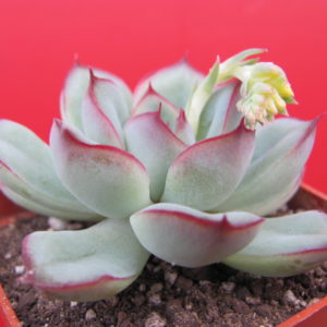 Echeveria   pulidonis