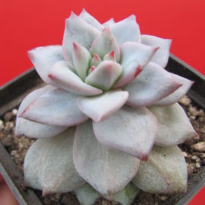 Echeveria    Blue  Bird    variegata
