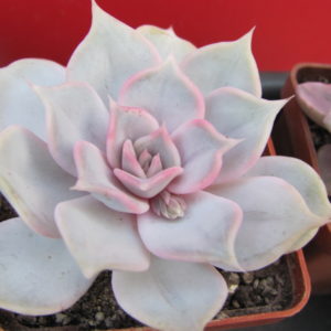Echeveria   lilacina   Rosea