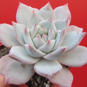 Echeveria     Blue Bird