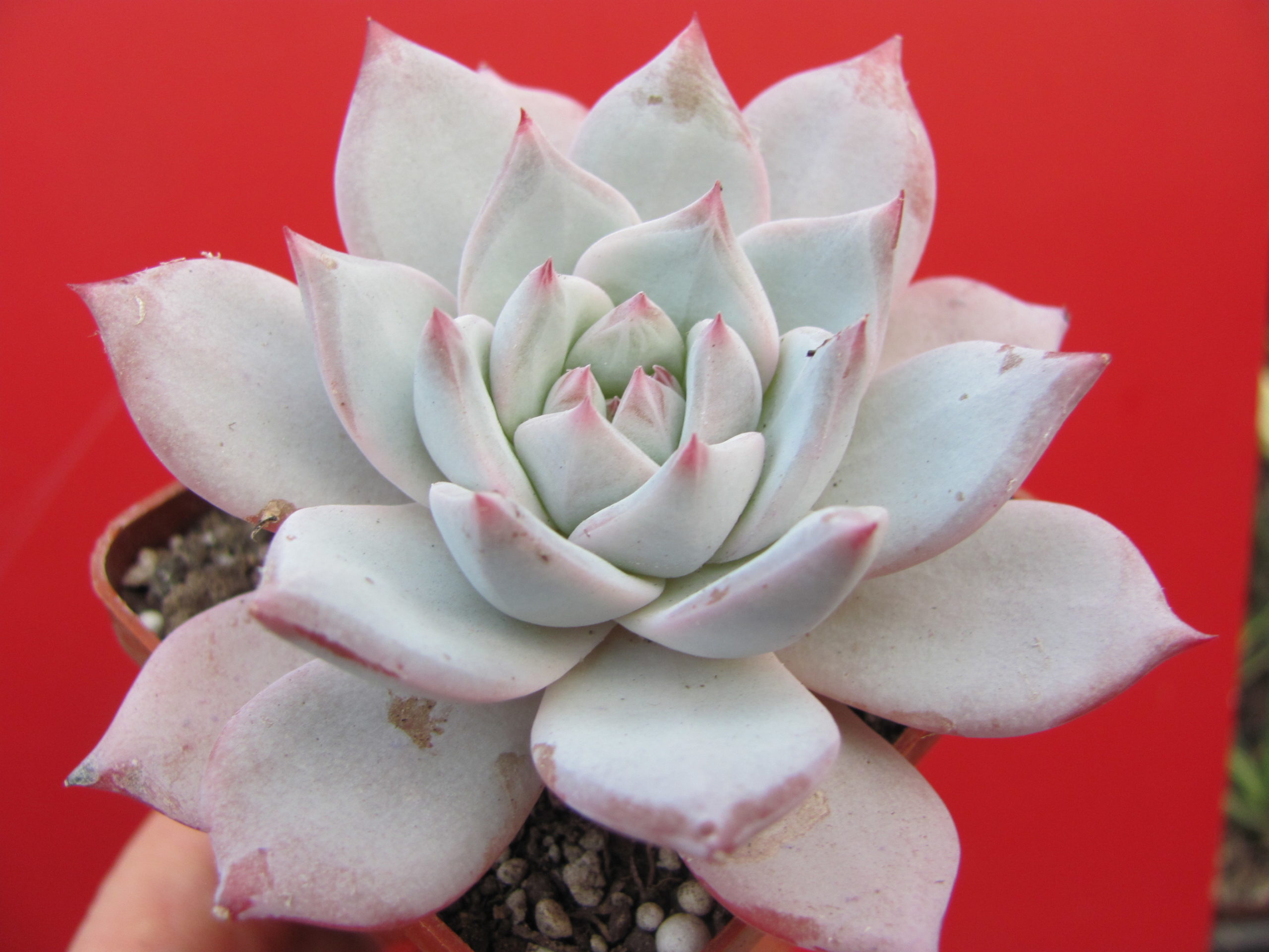 Echeveria     Blue Bird