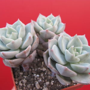 Echeveria   titubans        3 разом