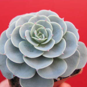 Echeveria    Compton Carousel    *Green*