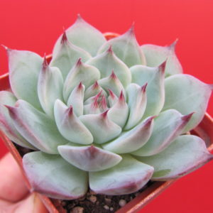 Echeveria   Tippy