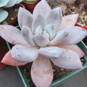 Echeveria   Brumes